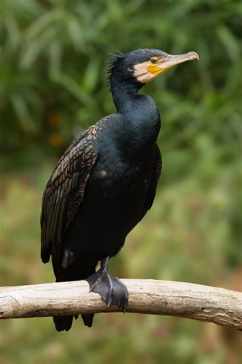 Cormorant .